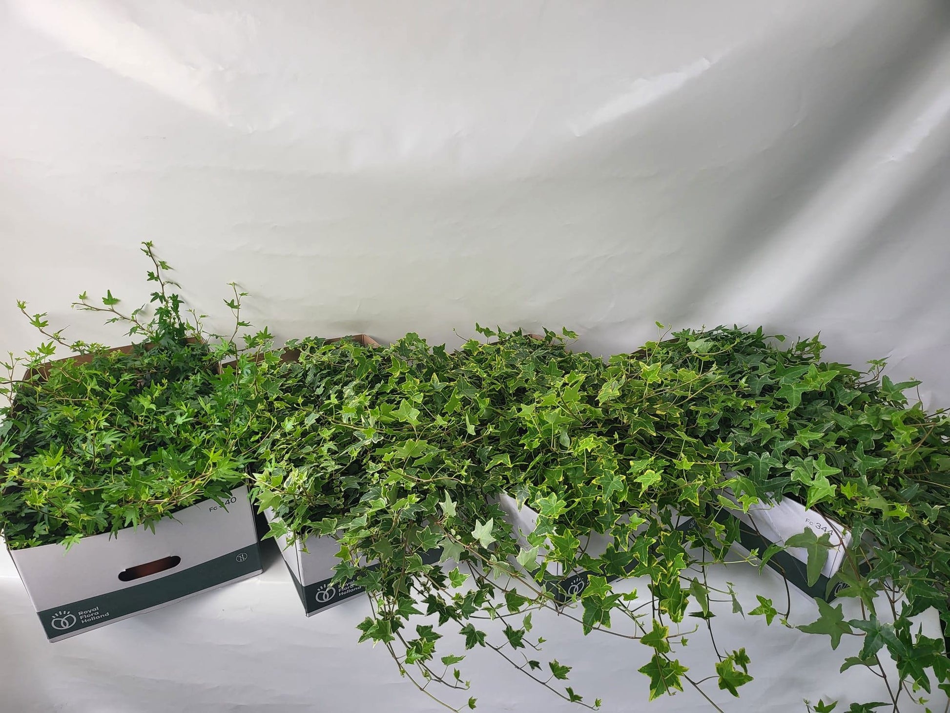 Berg Hedera Hedera helix mix Pack of 12