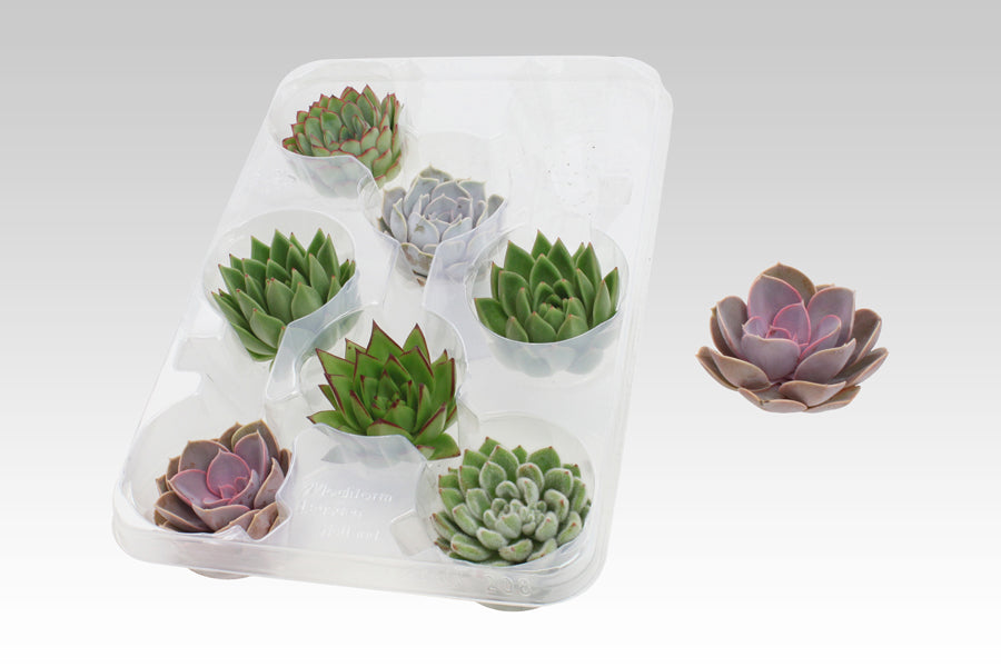 Amigo Plant VOF Echeveria mix Pack of 24