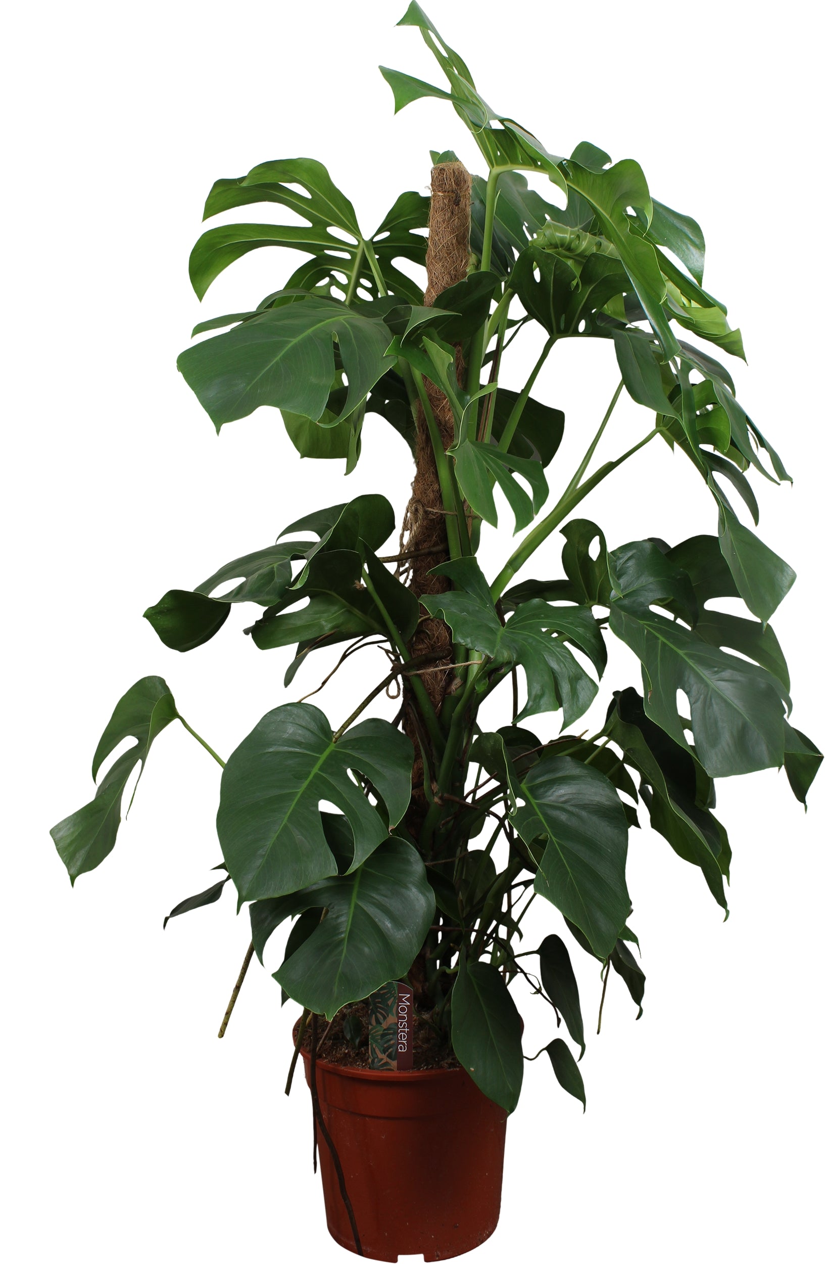 Dynaplant Bv Monstera pertusum mosspole Pack of 1