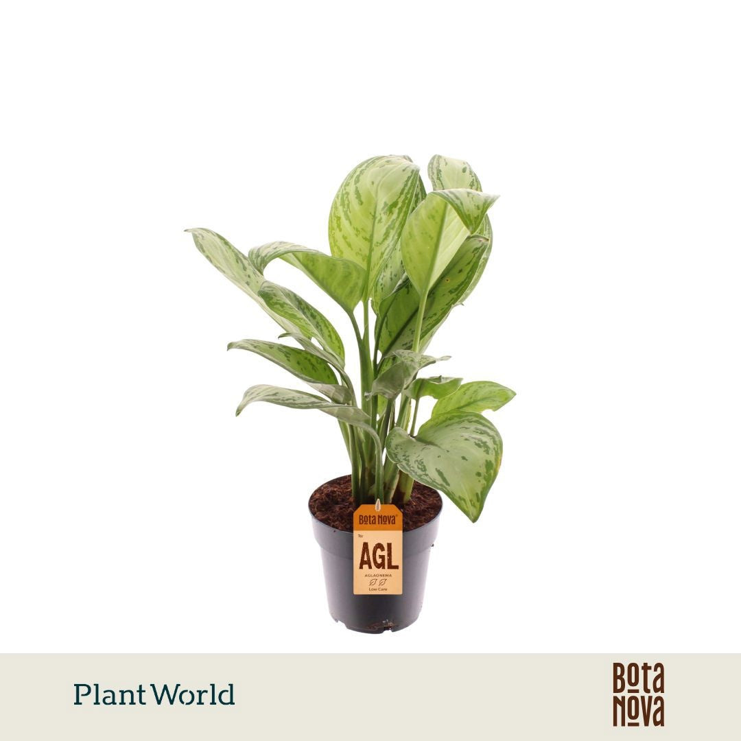 Aglaonema Maria Christina 40cm 14cm Pot