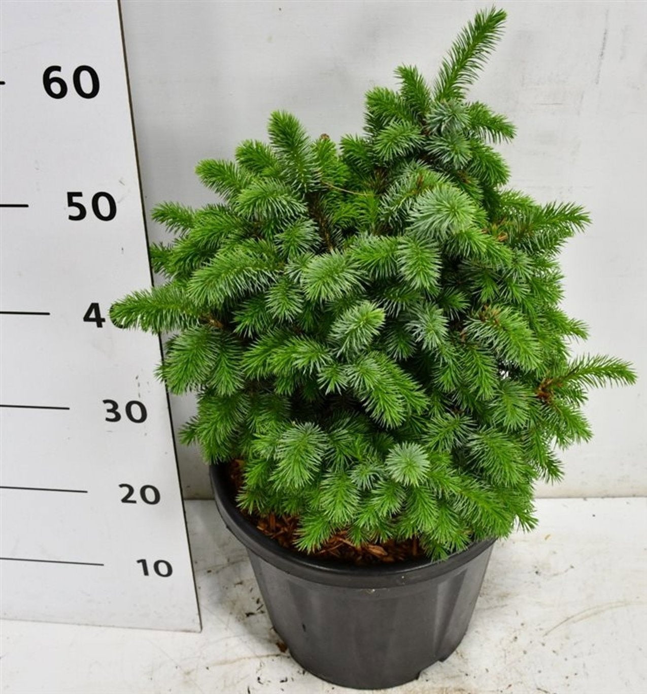 Picea 60cm 32cm Pot