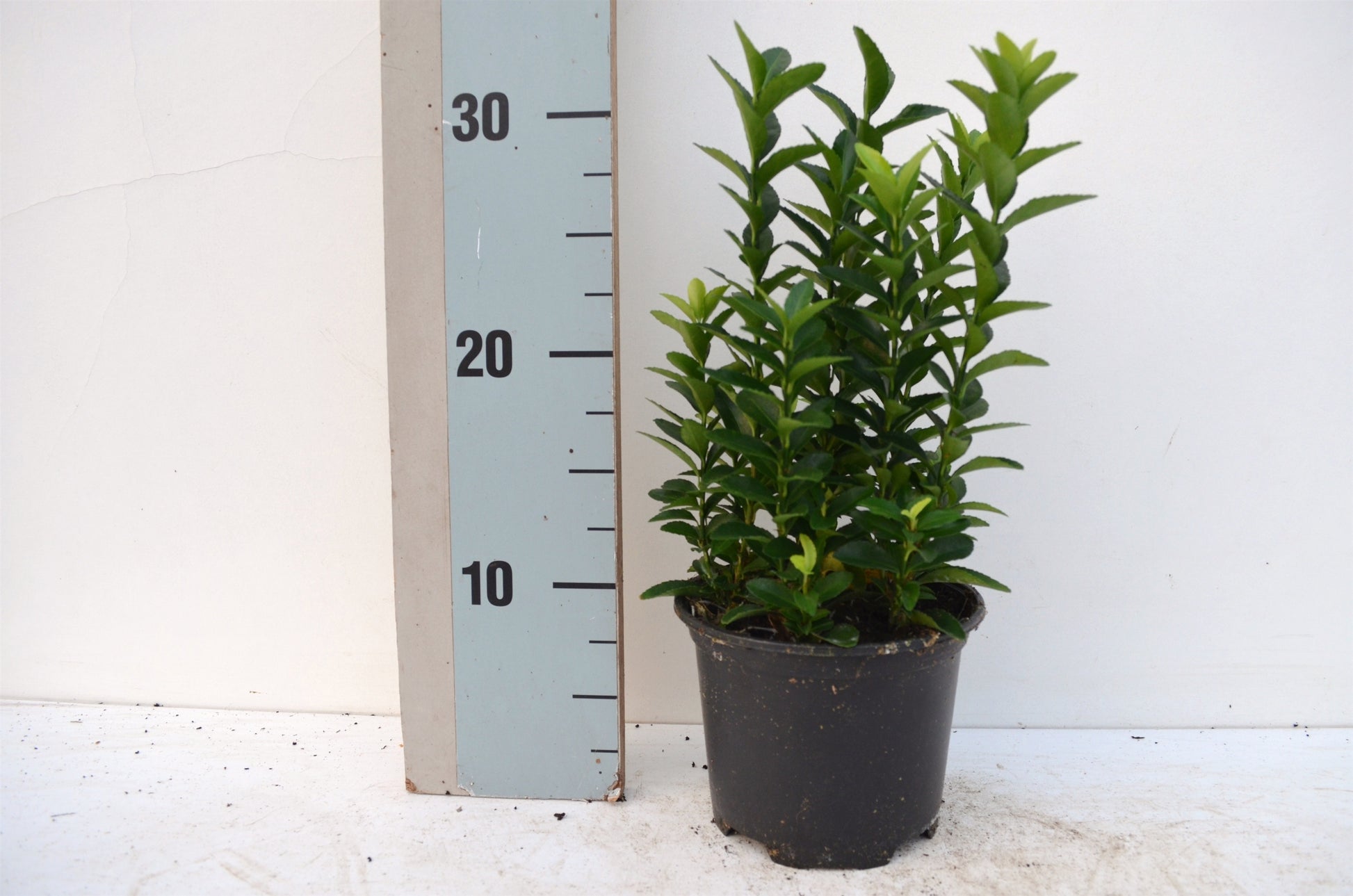 Euonymus Jean Hugues 20cm 13cm Pot