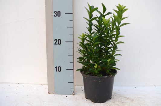 Euonymus Jean Hugues 20cm 13cm Pot