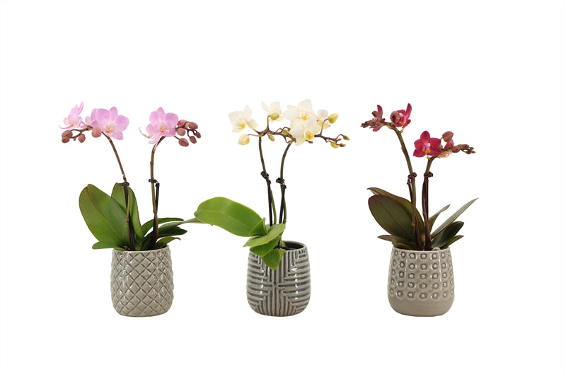 Phalaenopsis hybrid 17cm 6cm Pot