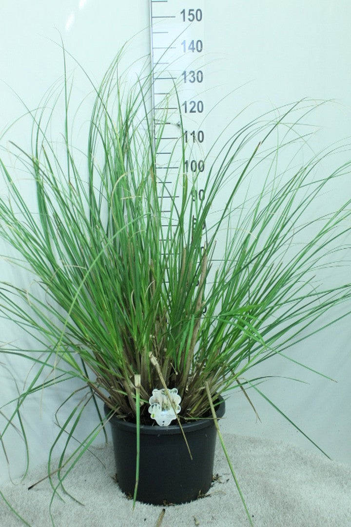 Cortaderia selloana 130cm 33cm Pot