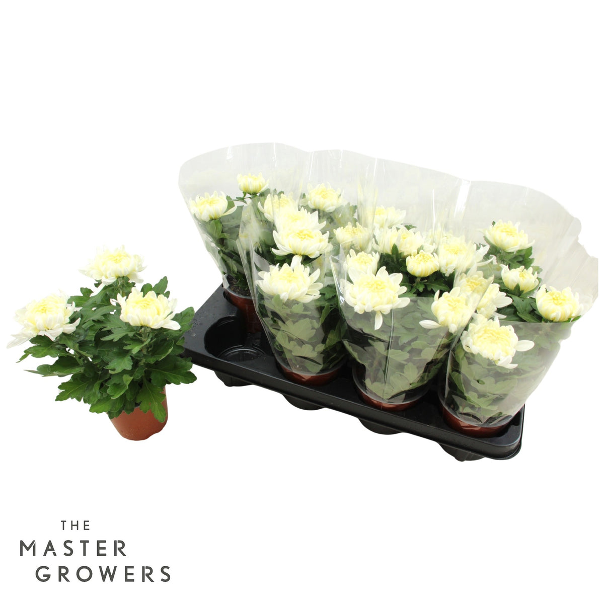 Chrysanthemum Cosmo White 25cm 12cm Pot