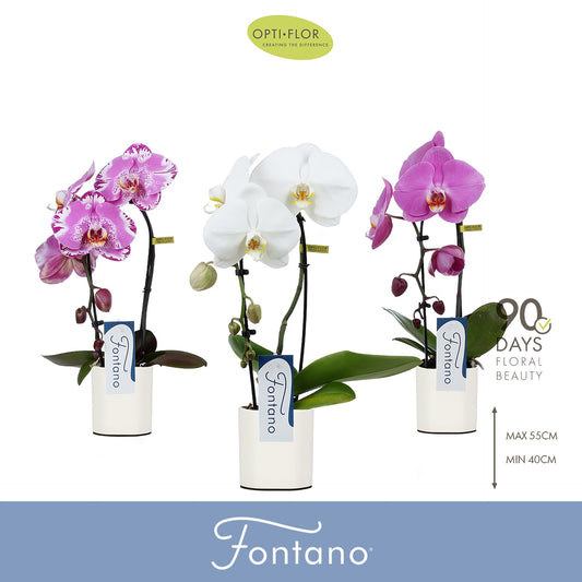 Phalaenopsis Fontano mix 50cm 9cm Pot