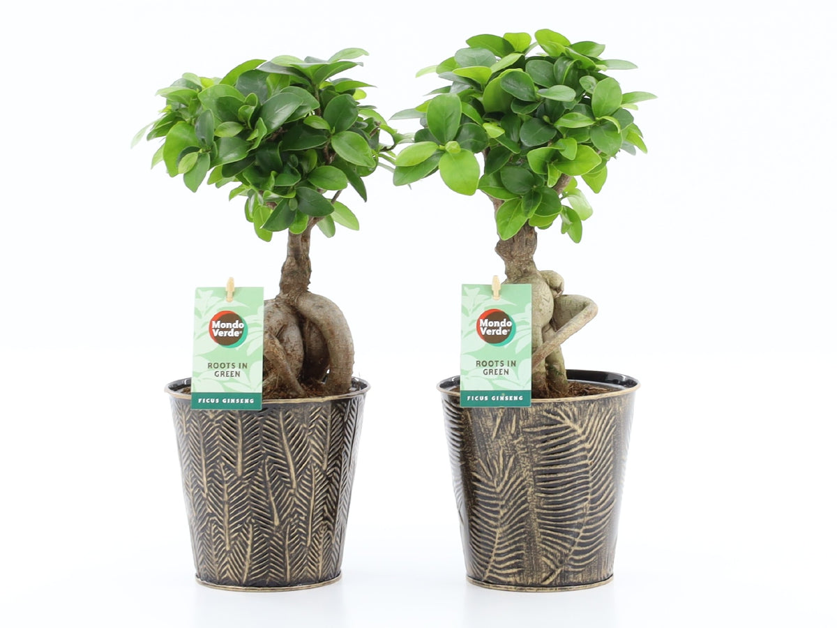 Ficus Ginseng 30cm 13cm Pot