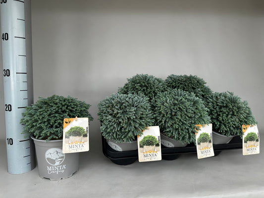 Chamaecyparis pis. Minta 22cm 15cm Pot