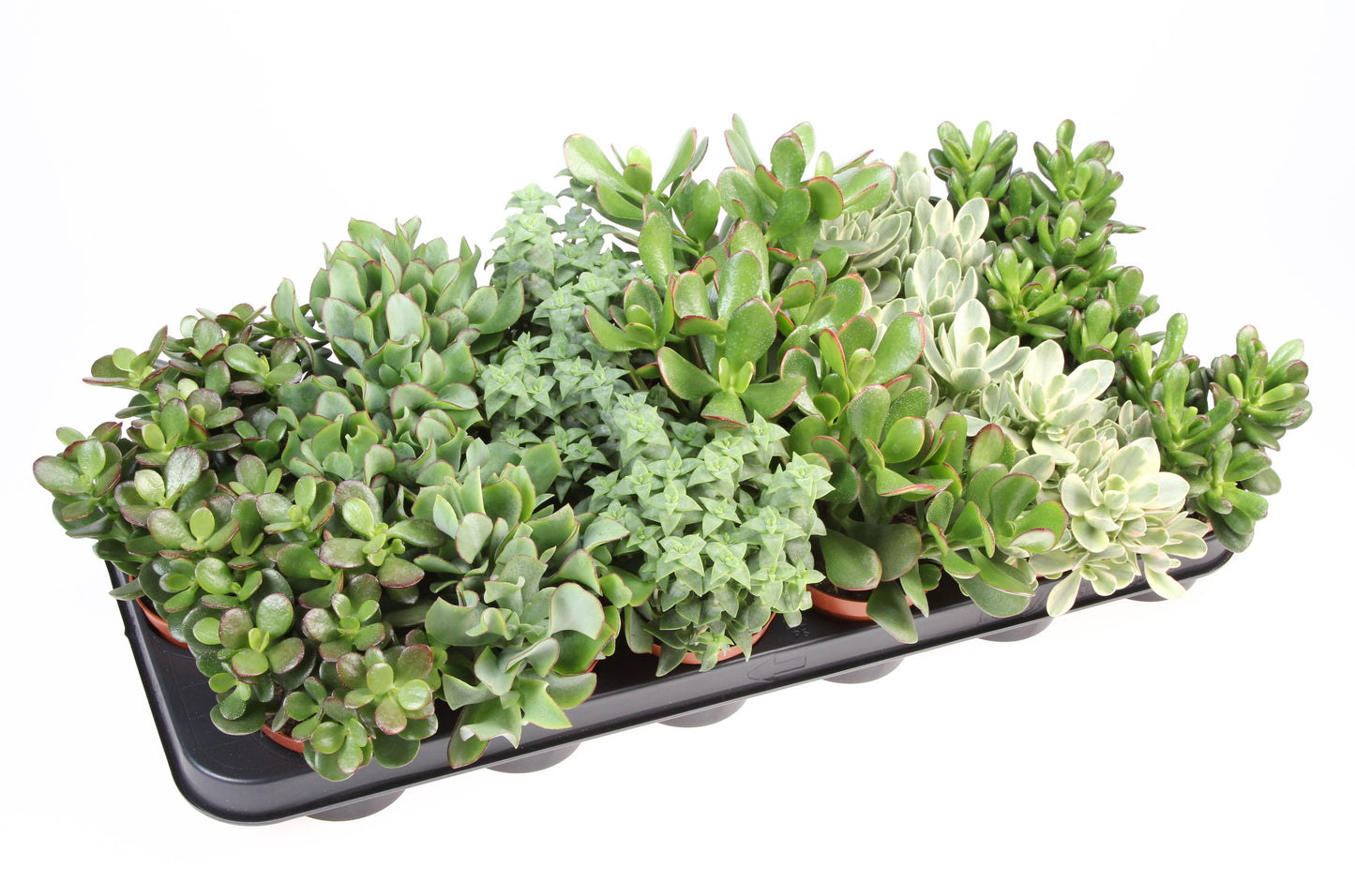 Euro Cactus Holland Bv Crassula mix Pack of 18
