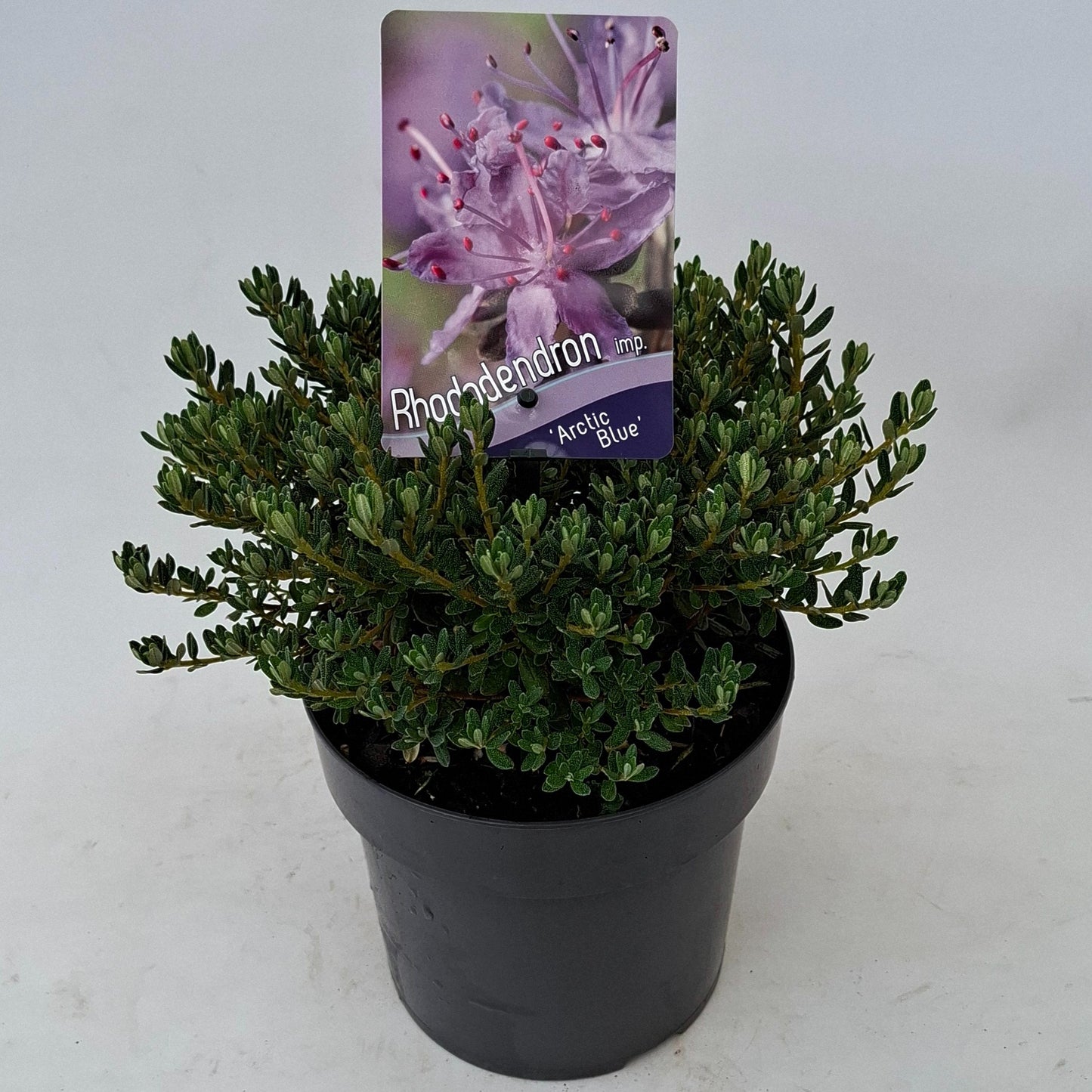 Rhododendron imp. Arctic Blue 20cm 17cm Pot