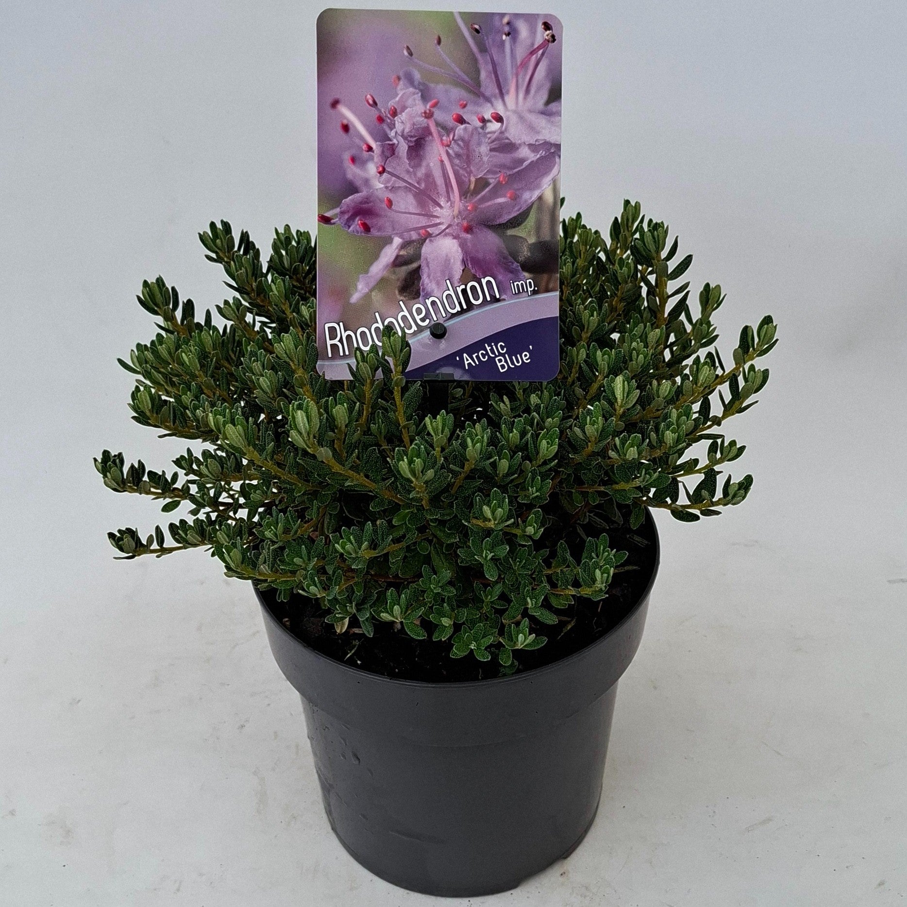 Rhododendron imp. Arctic Blue 20cm 17cm Pot