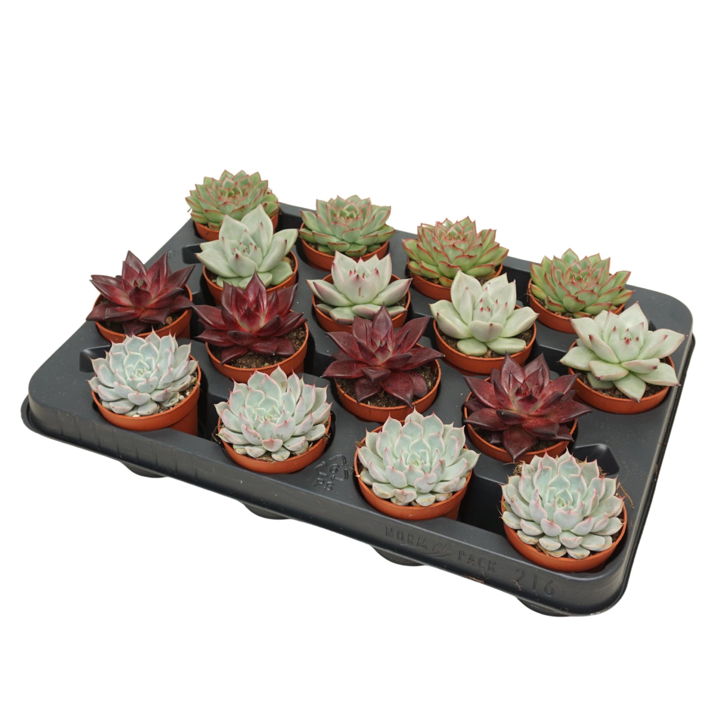 Echeveria mix 12cm 7cm Pot