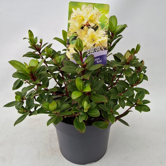 Rhododendron keiskei Princess Anne 20cm 17cm Pot