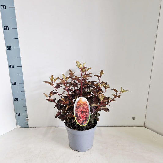 Physocarpus Little Angel 35cm 17cm Pot