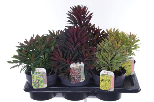 Euphorbia 30cm 17cm Pot