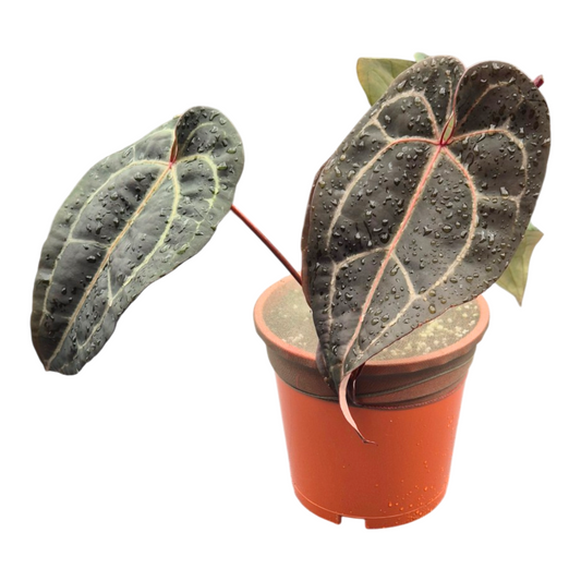 Anthurium andraeanum 40cm 17cm Pot