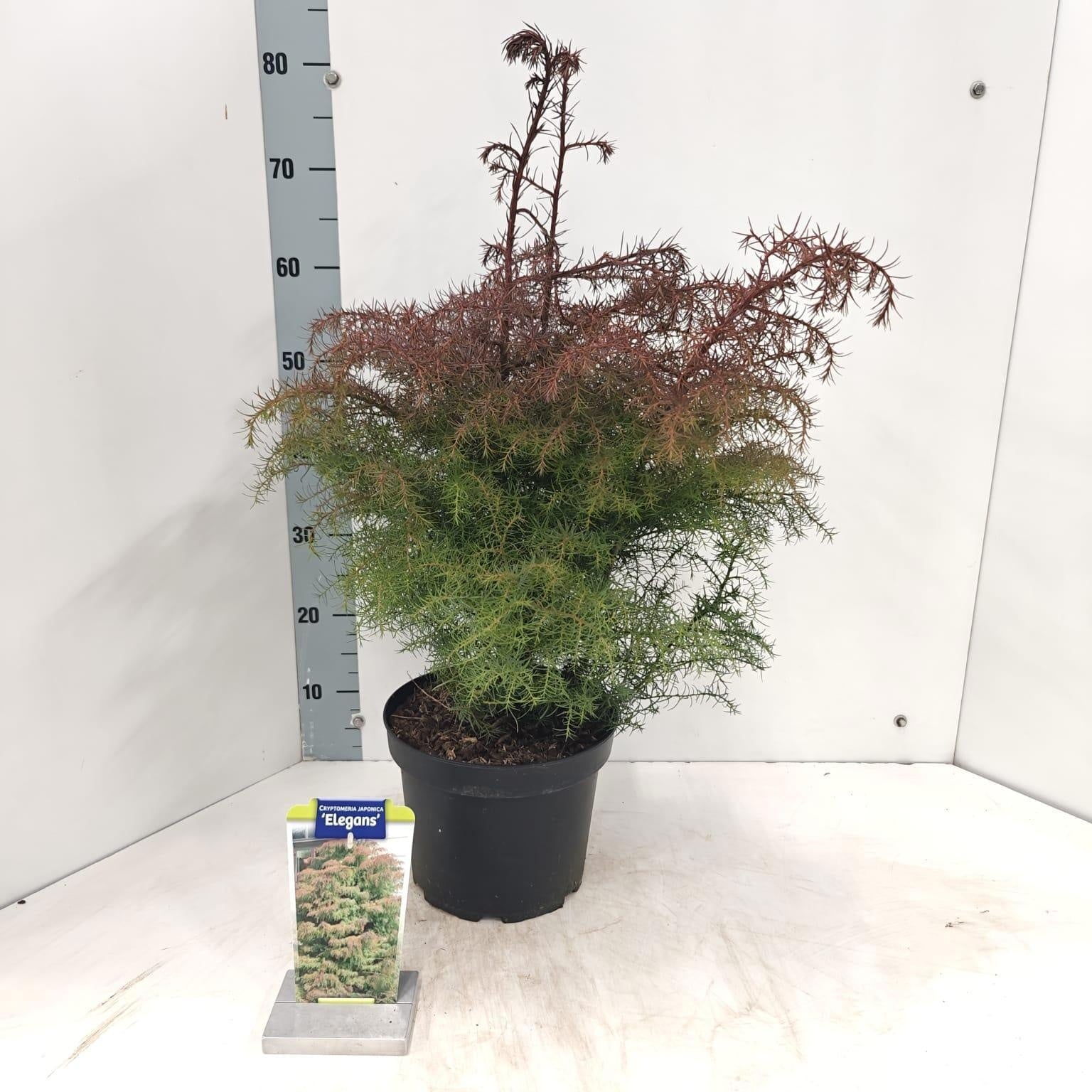 Cryptomeria Elegans 40cm 23cm Pot