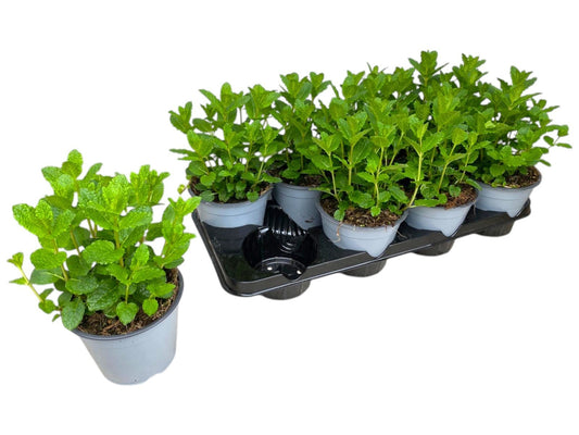 Mentha spicata (Mint) 25cm 14cm Pot