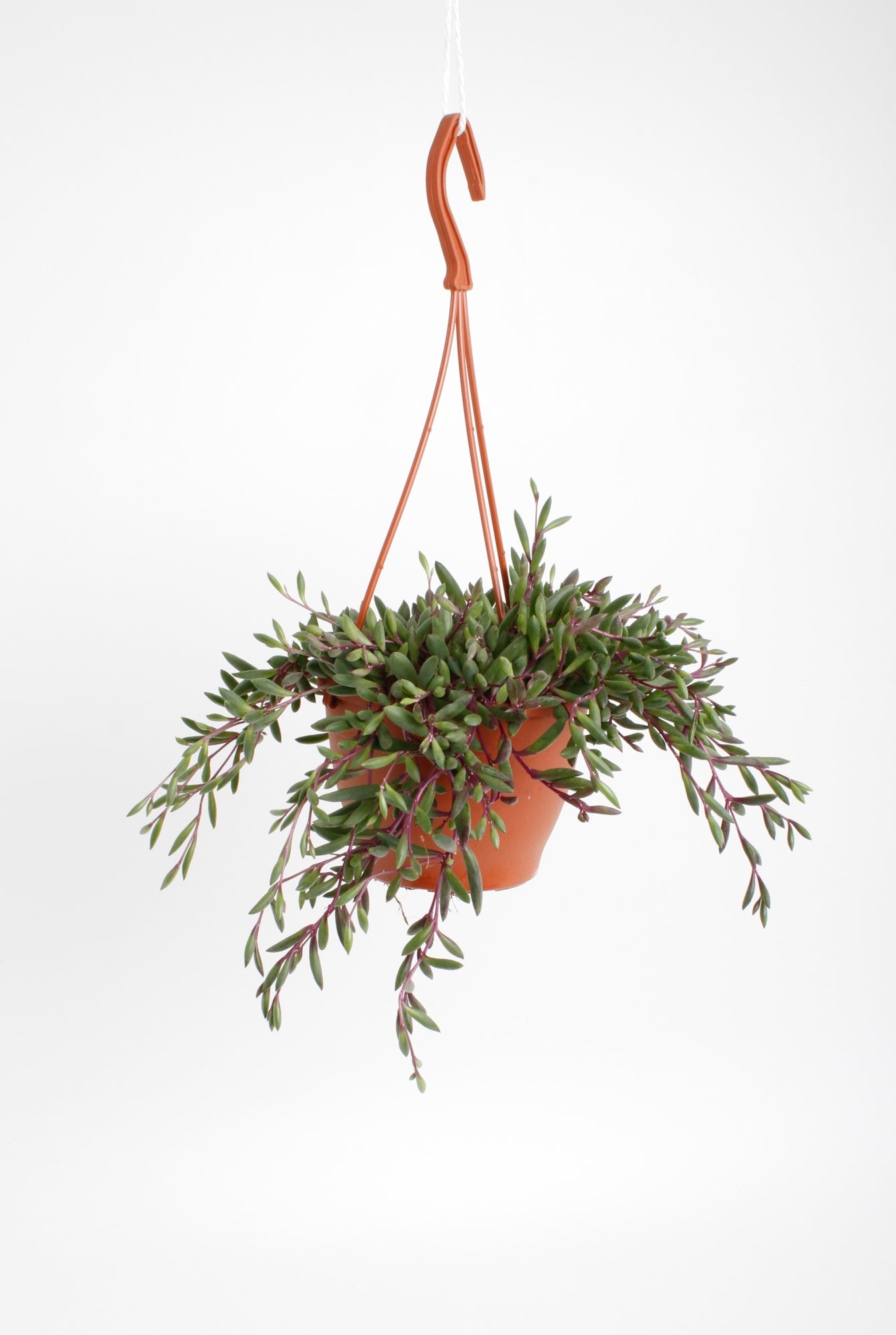 Senecio Royal Flush hanging pot 20cm 12cm Pot