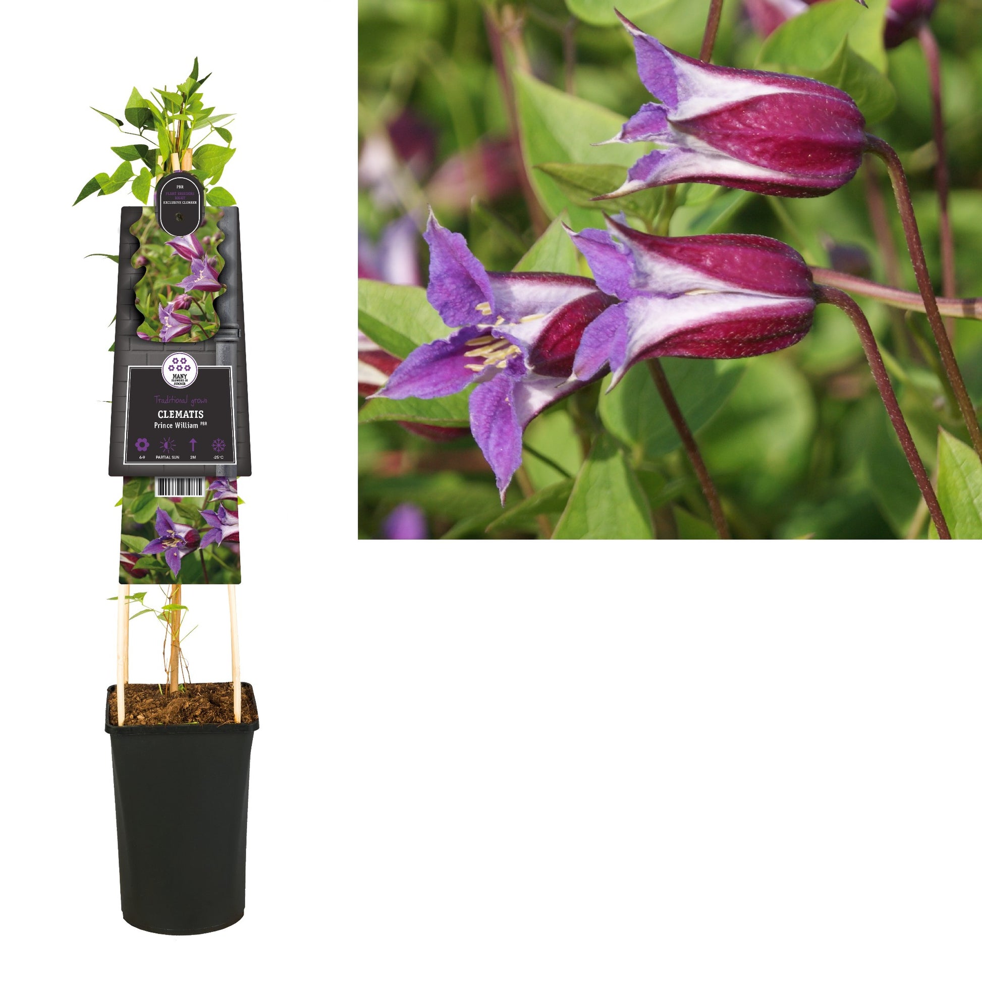 Clematis Prince William 75cm 17cm Pot