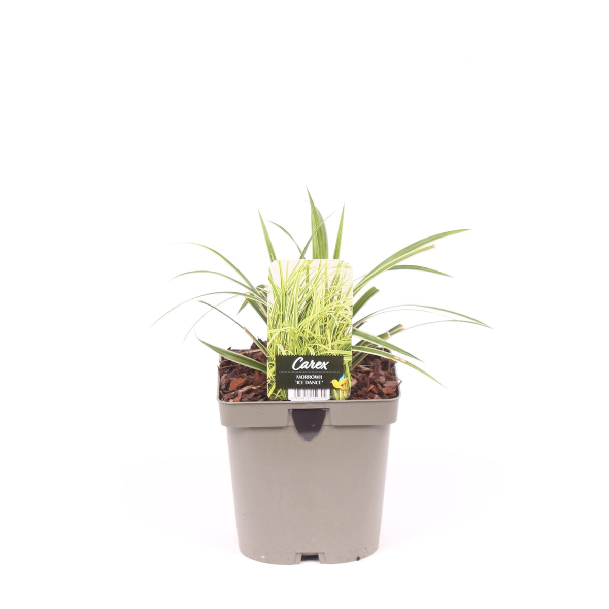 Carex morrowii Ice Dance 35cm 17cm Pot