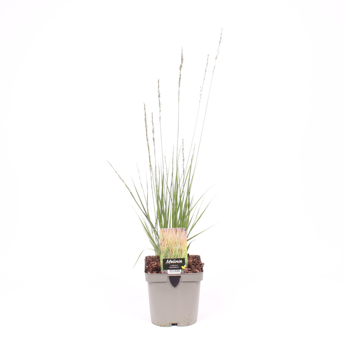 Molinia Heidebraut 25cm 17cm Pot