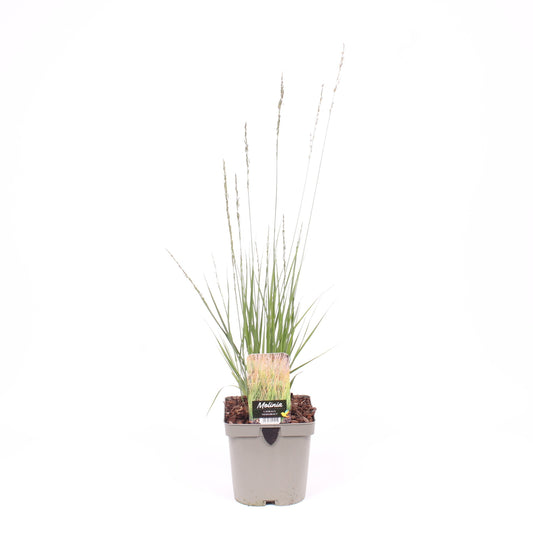 Molinia Heidebraut 25cm 17cm Pot