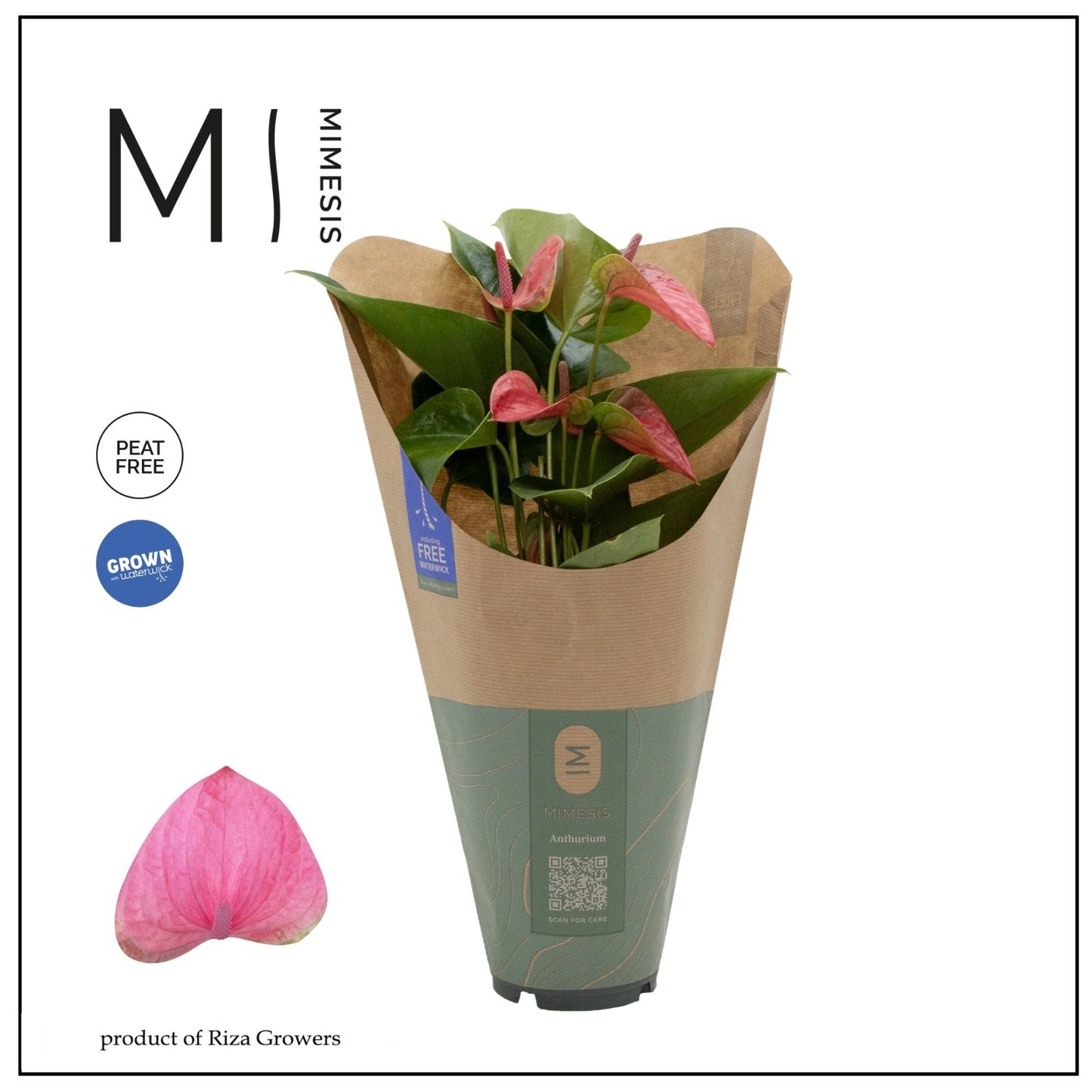 Anthurium Karma Pink 43cm 12cm Pot