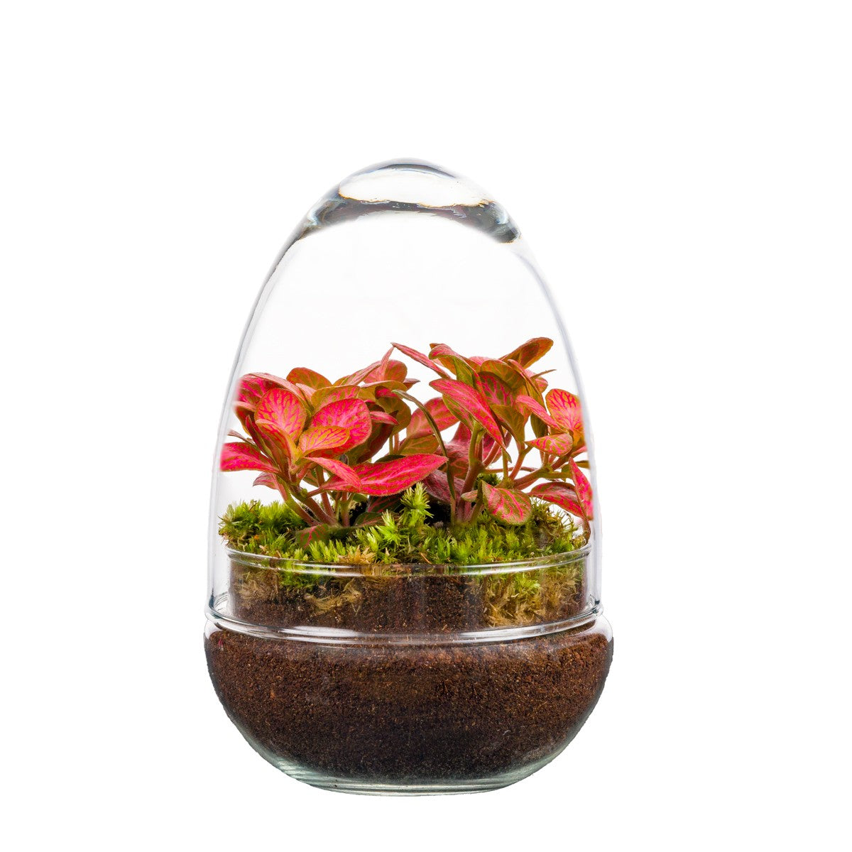 Wardians Wardians Terrarium - Oeuf small (fittonia) Pack of 6