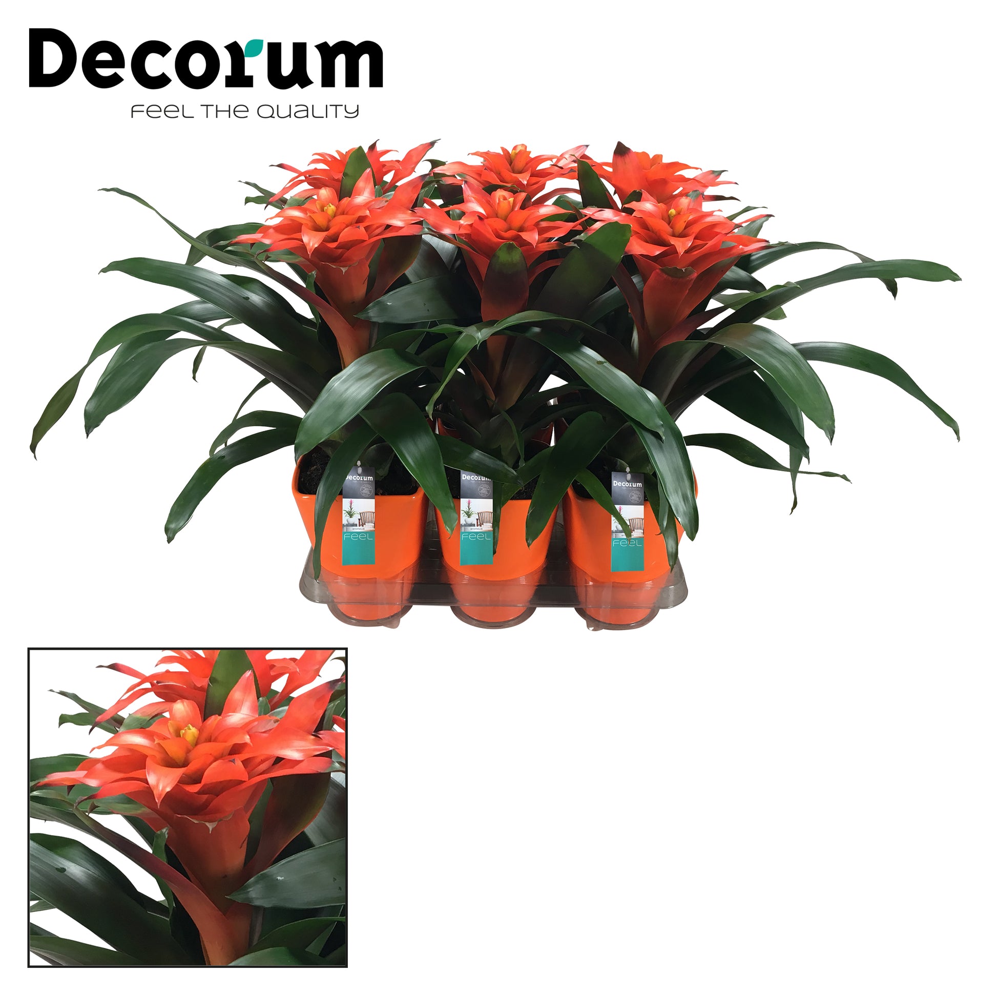 Guzmania Tutti Frutti 50cm 14cm Pot