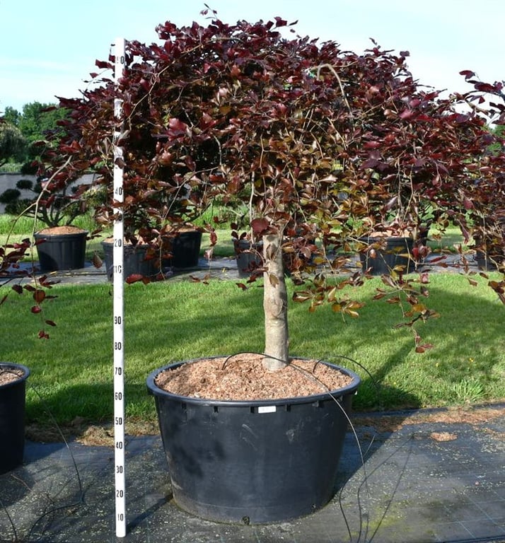 Bloemenkampen BV, Hkw. de Fagus Pendula Pack of 1