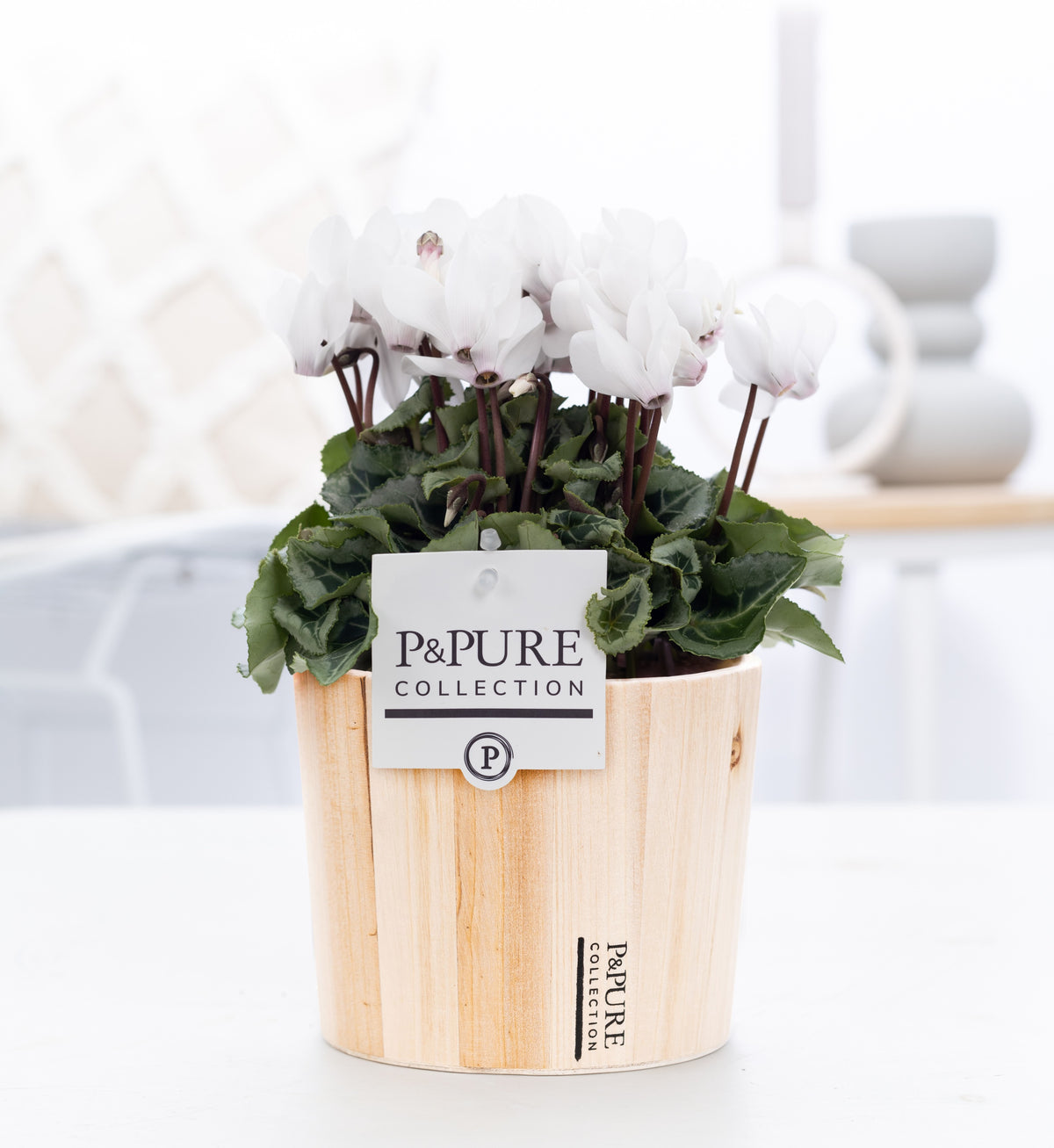 Cyclamen Picasso 25cm 14cm Pot