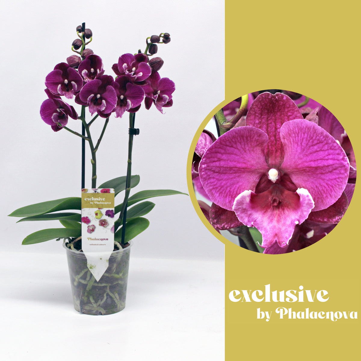 Phalaenopsis purple 50cm 12cm Pot