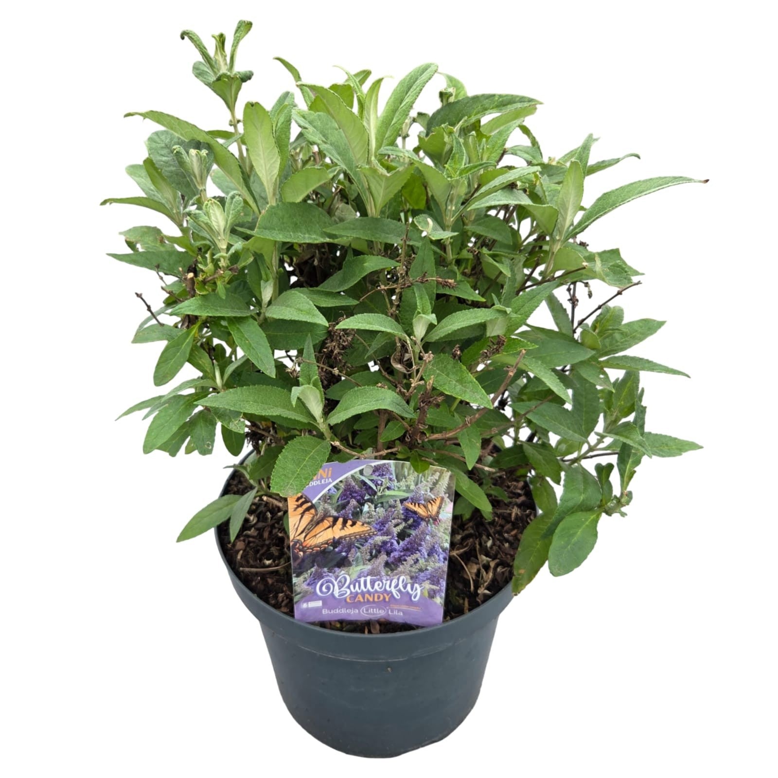 Buddleja Butterfly Candy Little Lila 60cm 26cm Pot