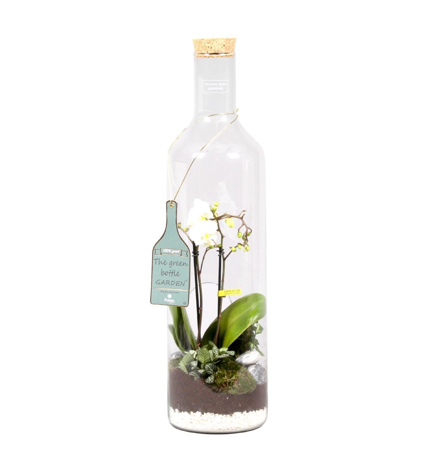 Green Bottle Fles XLarge met Phalaenopsis Arrangement 24 uur levering 65cm 17cm Pot