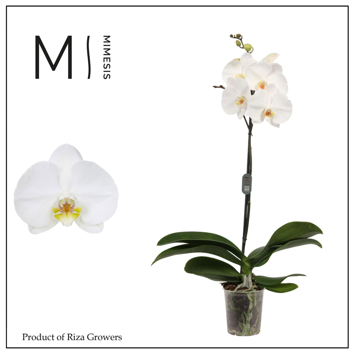 Phalaenopsis white 70cm 12cm Pot
