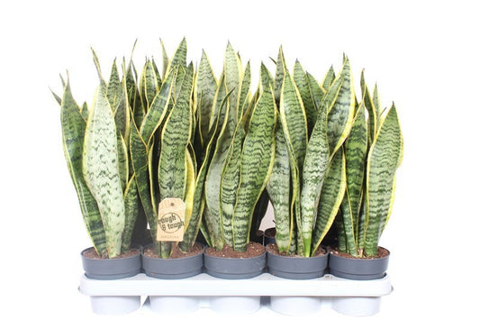 Sansevieria Laurentii 50cm 12cm Pot