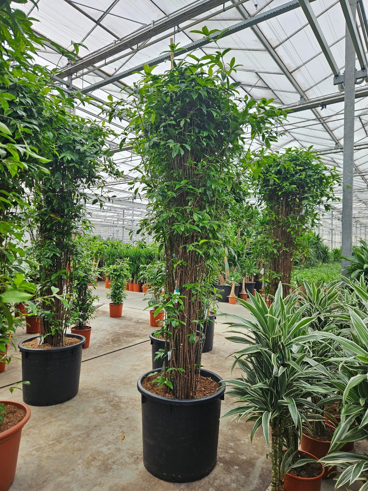 Dracaena surculosa 300cm 70cm Pot