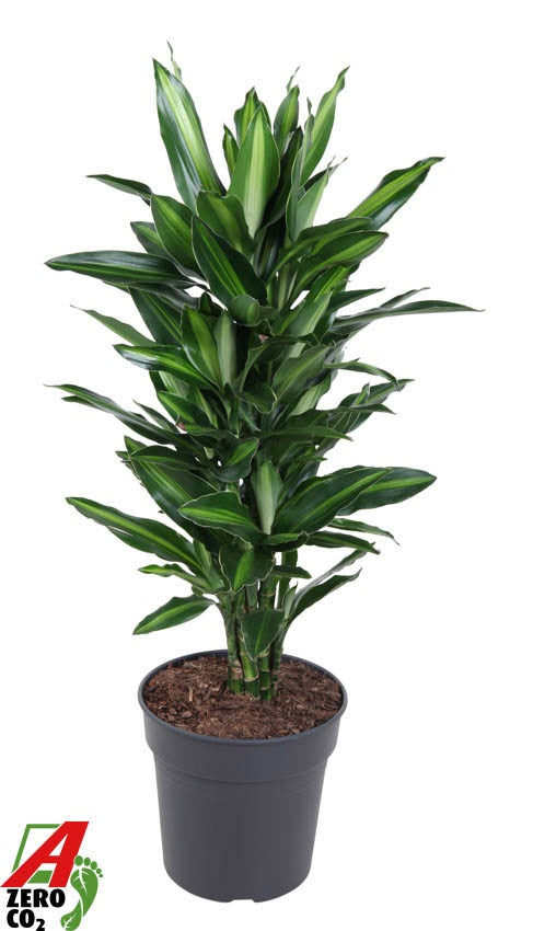 Dracaena fragrans 110cm 24cm Pot
