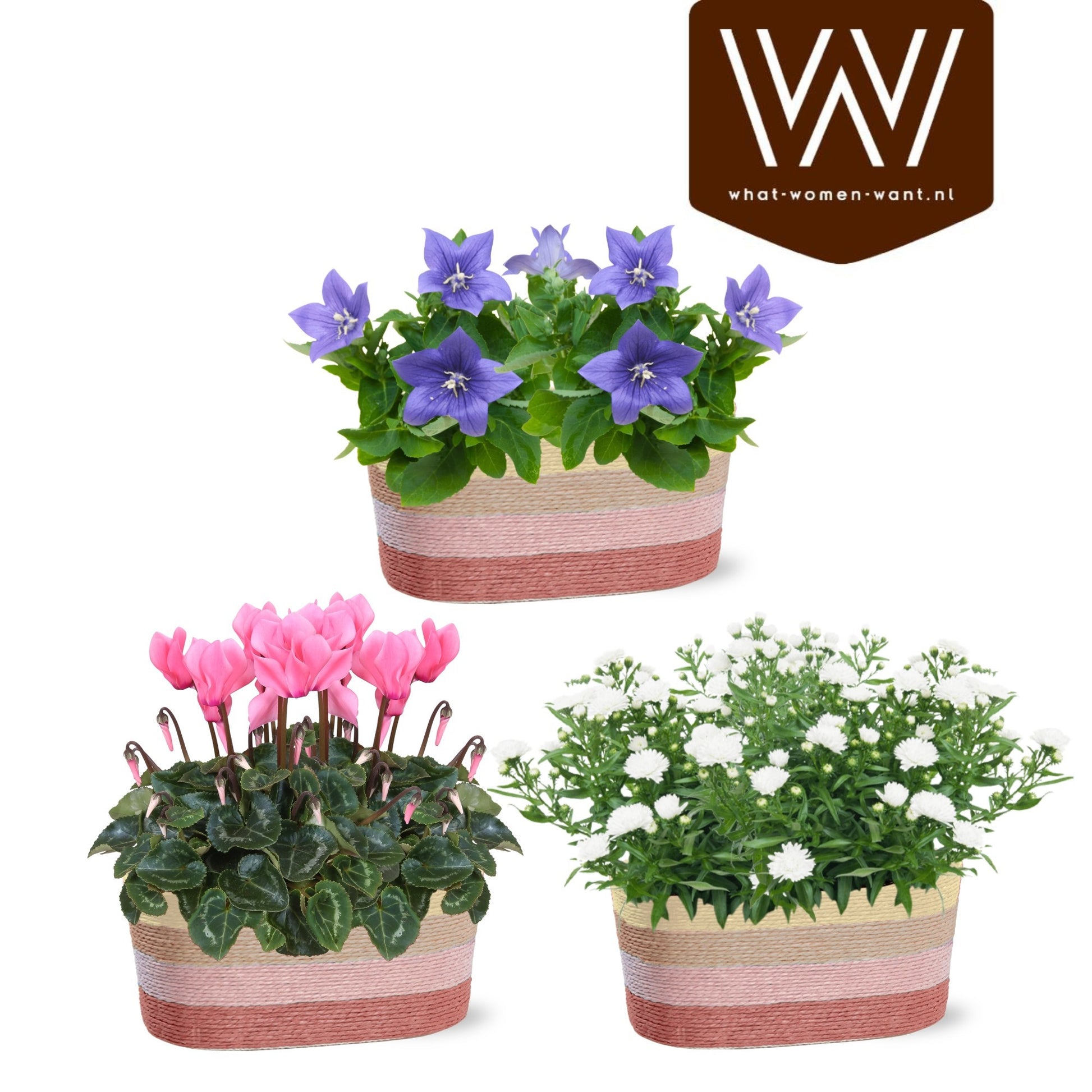 Houseplants mix flowering 35cm 25cm Pot