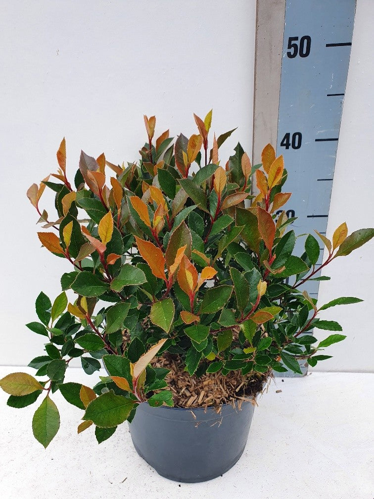photinia-fra-br2011-50cm-23cm-pot