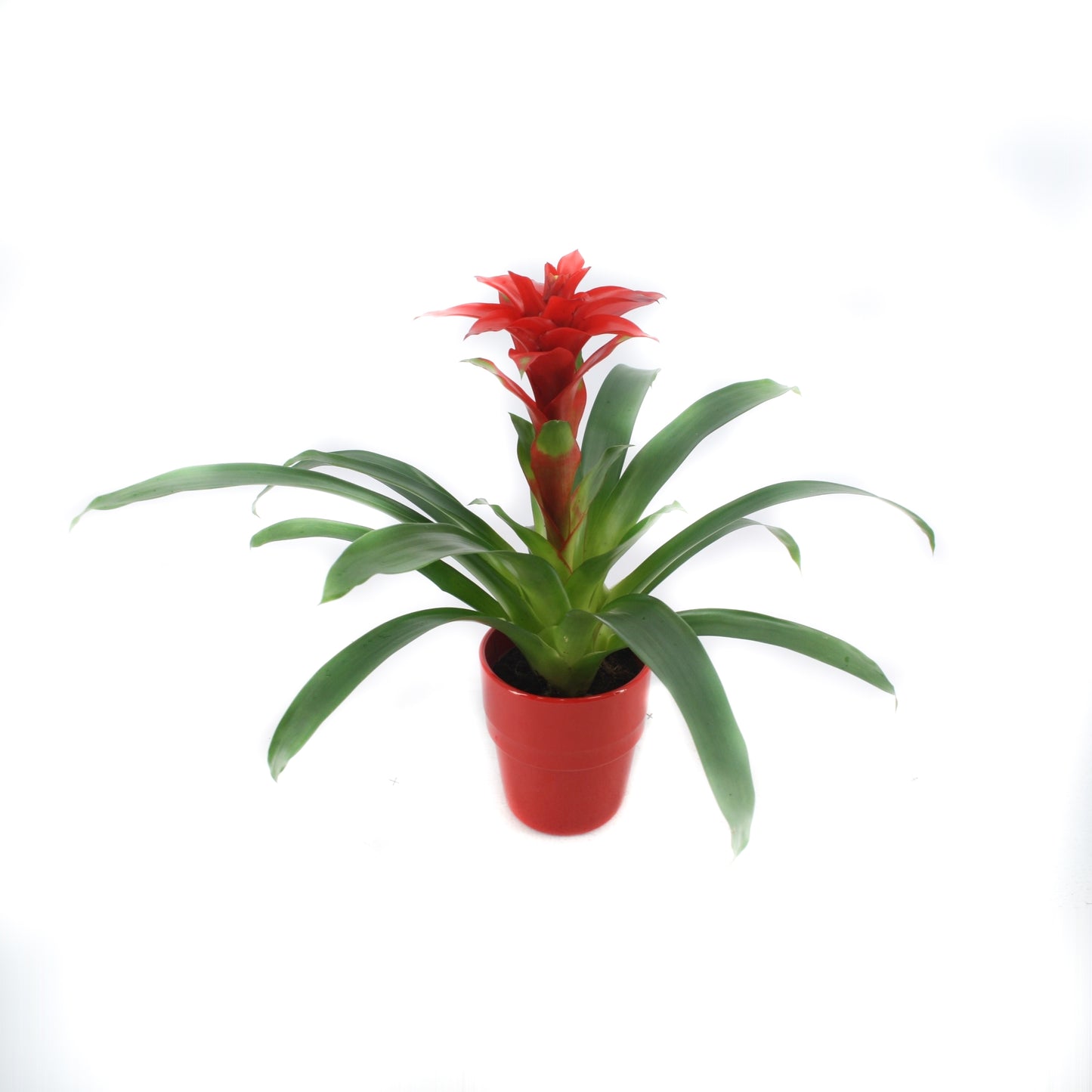Guzmania Denise 45cm 13cm Pot