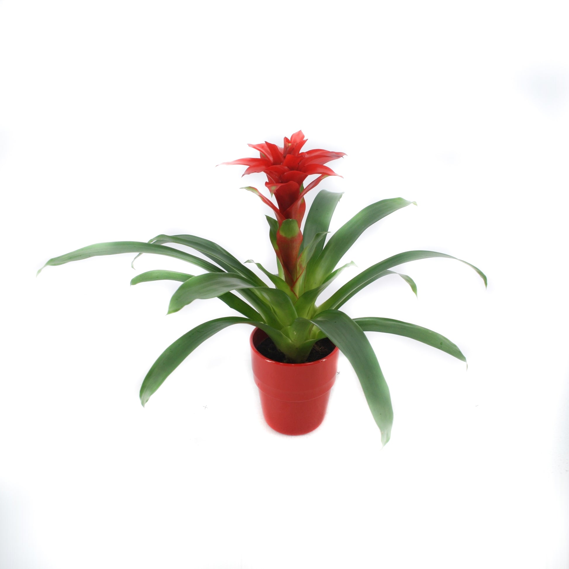 Guzmania Denise 45cm 13cm Pot