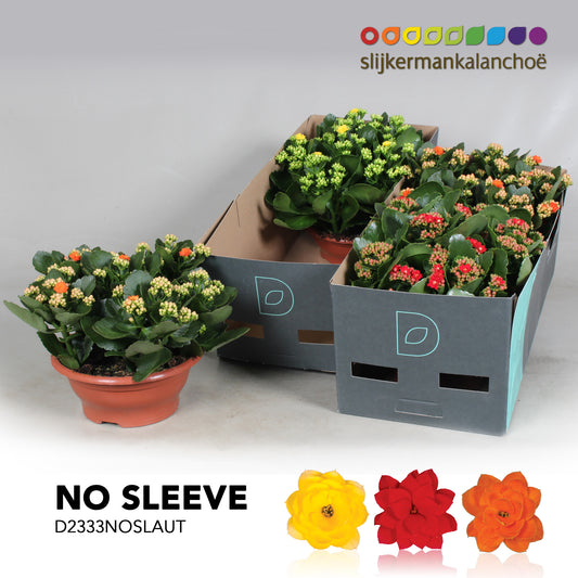 Kalanchoe mix 28cm 23cm Pot