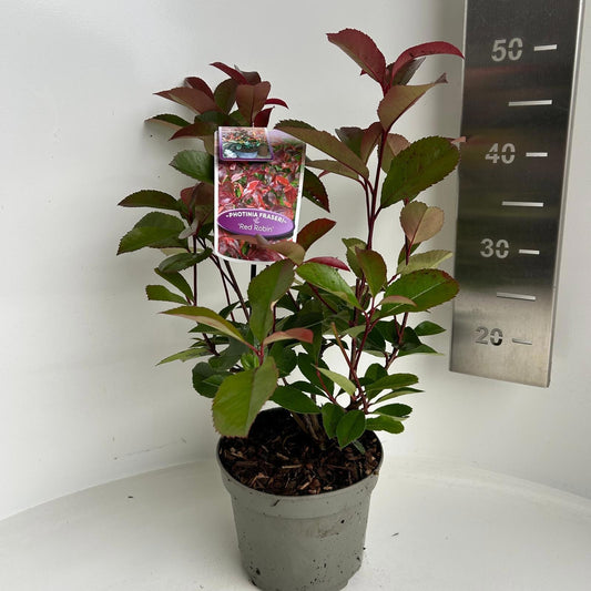 Photinia Red Robin 55cm 17cm Pot