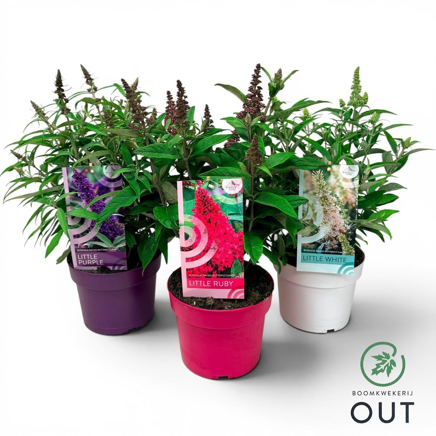 Buddleja Butterfly Candy mix 30cm 19cm Pot