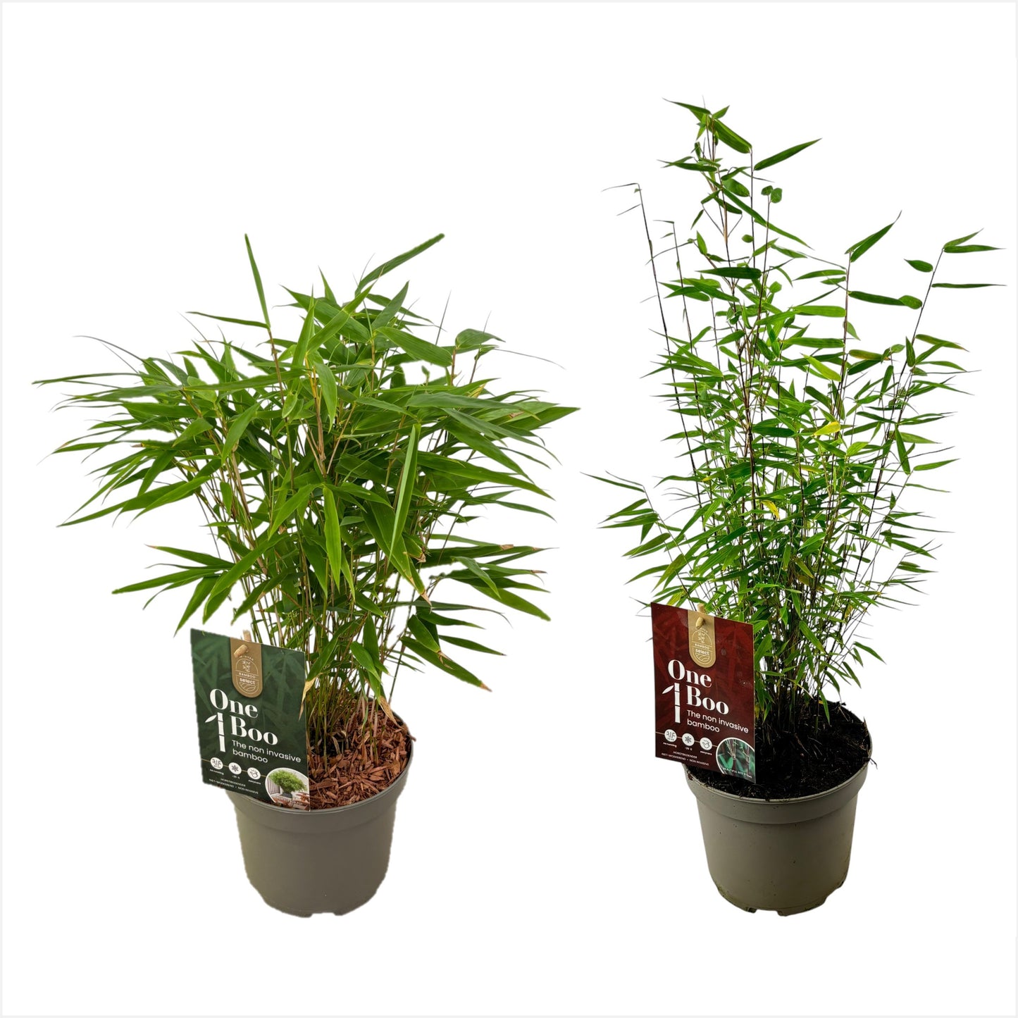 Fargesia Jiuzhaigou 1 40cm 17cm Pot