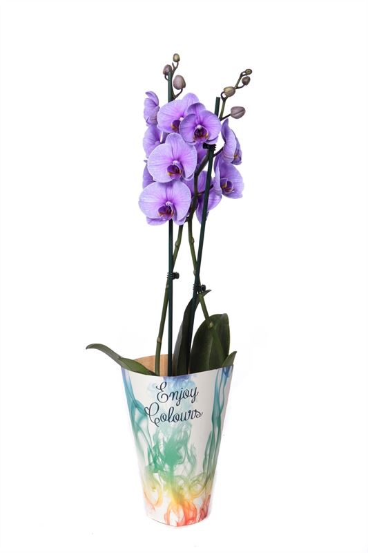 Phalaenopsis Hybrid 55cm 12cm Pot