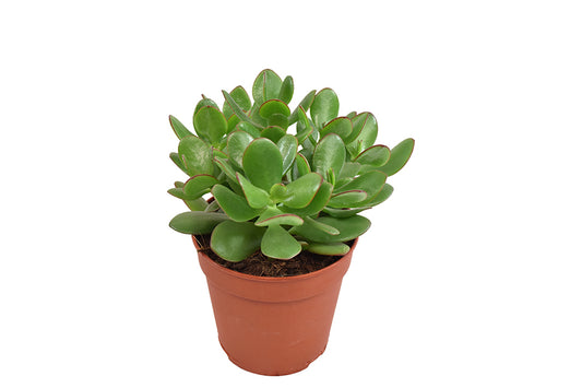 Crassula ovata 17cm 12cm Pot